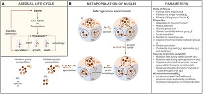 A Nuclei-Based Conceptual Model of (Eco)evolutionary Dynamics in Fungal Heterokaryons